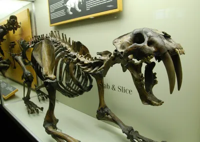 Двойной игровой набор геолога Тираннозавр и саблезубый тигр - Игротайм