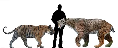 Картины: Саблезубый тигр в интернет-магазине Ярмарка Мастеров по цене 3000  ₽ – MOMZ2BY | Картины, Ставрополь - доставка по России