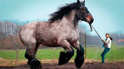 Посмотрите на Что Способна Самая Большая Лошадь в Мире - YouTube