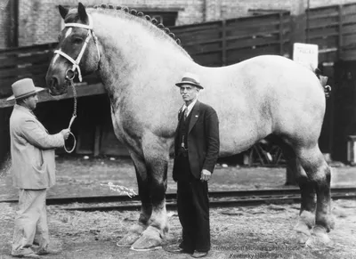 Самая большая лошадь в мире, весом 1450 кг. Не могли обхватить даже два  человека. Как сложилась её судьба | Ретро-Град | Дзен