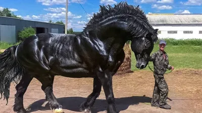 KsiushaTarasova - В настоящее время самой высокой лошадью в мире является  бельгийский тяжеловоз по кличке Большой Джейк, мерин, родившийся в 2000  году. Его рост составляет 210 см. Предыдущая самая большая в мире