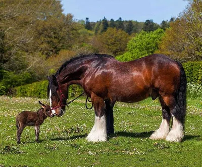Шайры — самые крупные лошади на планете » uCrazy.ru - Источник Хорошего  Настроения