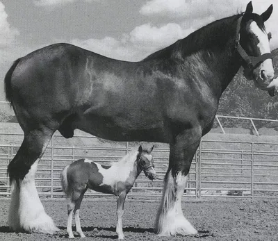 Самая большая лошадь в мире не зарегистрирована в Книге рекордов Гиннеса |  Траверсале | Дзен