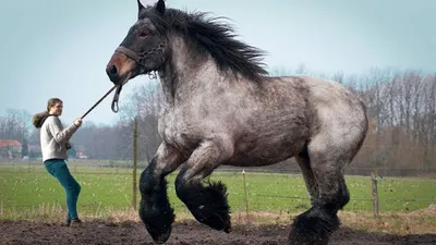 Big Jake - самая высокая лошадь в мире из ныне живущих, внесена в книгу  рекордов Гиннесса | Пикабу