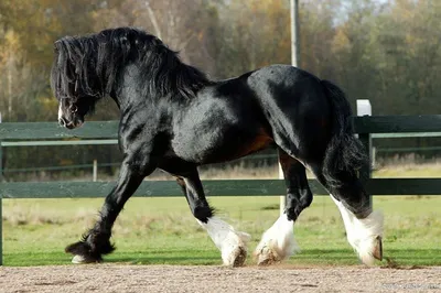 Самая большая лошадь в мире (6 фото) | Прикол.ру - приколы, картинки, фотки  и розыгрыши!