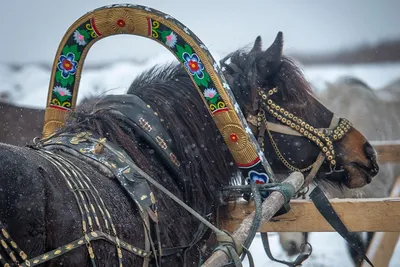 Самая большая лошадь \"Табуна\" — шайрская красотка Селебрейшн. С ней можно  заказать фотосессию, а можно просто покататься верхом. Лошадь… | Instagram