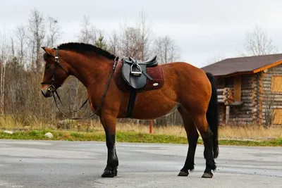 🐴Какая лошадь самая большая в... - КОННЫЙ КОМПЛЕКС БАРНАУЛ | Facebook
