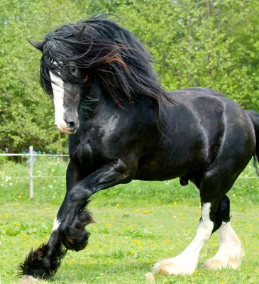 Самые большие лошади в мире - 76 фото