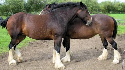 Самая большая лошадь в мире (6 фото) | Прикол.ру - приколы, картинки, фотки  и розыгрыши!