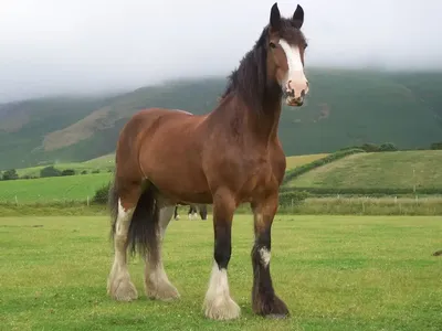 🐴Какая лошадь самая большая в... - КОННЫЙ КОМПЛЕКС БАРНАУЛ | Facebook