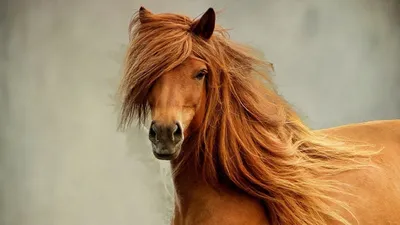 Самая красивая лошадь в мире -Фредерик Великий