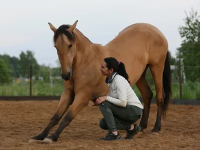 Самая большая лошадь - 71 фото