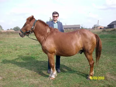 Самая большая надувная лошадь из ПВХ | AliExpress