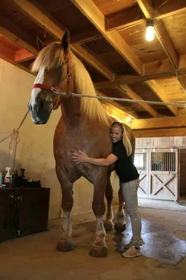 Big Jake - самая высокая лошадь в мире из ныне живущих, внесена в книгу  рекордов Гиннесса | Пикабу