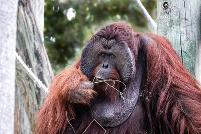Весит как три гориллы»: гигантопитек — самая большая обезьяна. Что  случилось с азиатским «кинг-конгом» | Заметки о животных | Дзен