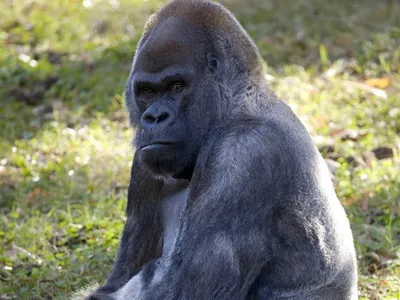 Самая старая горилла в мире умерла, переболев COVID-19 год назад - РИА  Новости Крым, 26.01.2022
