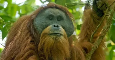 Самая редкая большая обезьяна на Земле может скоро исчезнуть - Техно  bigmir)net