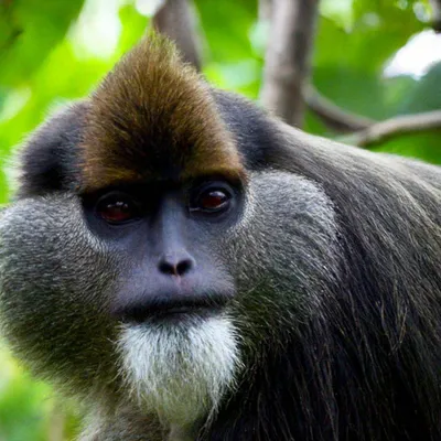 Самая большая в мире обезьяна» — создано в Шедевруме