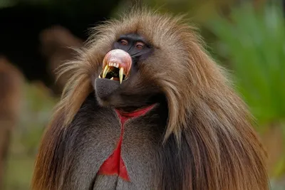 Родственницей орангутанга оказалась самая огромная обезьяна в мире