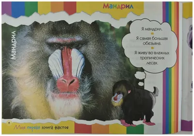 Горилла Коко: о чём поведала миру говорящая самка примата? | Пикабу