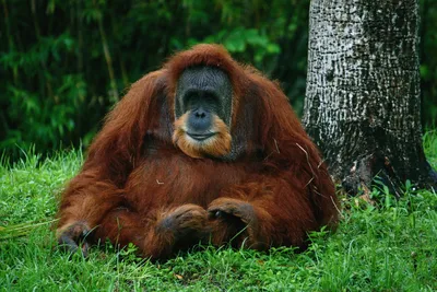 У обезьян на Бали обнаружили хитрую схему обмана туристов: Мир:  Путешествия: Lenta.ru