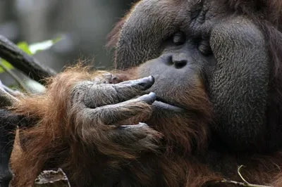 Самая старая горилла в мире отмечает 66-й день рождения, превысив средний  возраст более чем на 20 лет