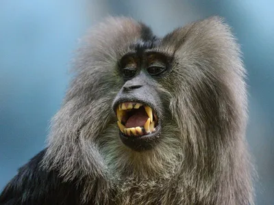 Зельвенский про Кинг-Конга: история самой большой обезьяны в кино - Афиша  Daily
