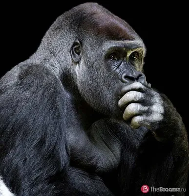 BB.lv: Орангутаны и гориллы рискуют по-человечески