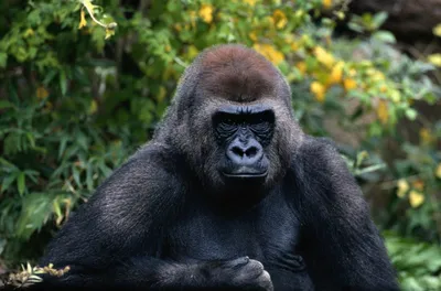 Гелада: Наверное, самая красивая в мире обезьяна. Эти приматы обзавелись  гривой, гигантскими клыками и «кровоточащим сердцем» » uCrazy.ru - Источник  Хорошего Настроения