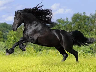 Самая быстрая лошадь - 24СМИ