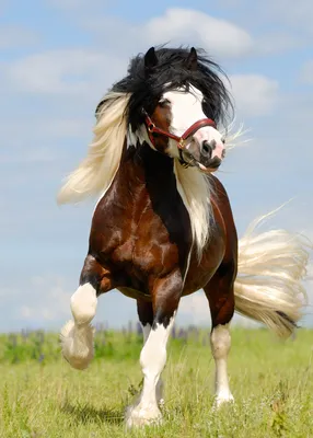 Самая быстрая лошадь в мире - 62 фото