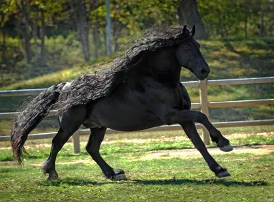 Самая быстрая лошадь в мире - 49 фото