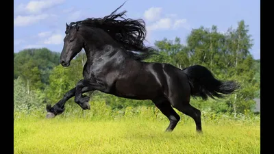 Самая быстрая лошадь в мире: скорость, конь тяжеловес