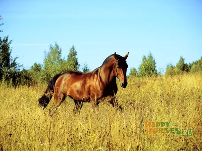 Самый быстрый конь в мире - 78 фото