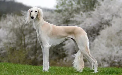 Самая быстрая собака в мире: Топ-15 пород