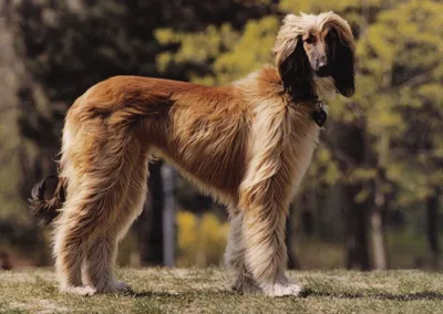 Самая быстрая собака в мире - фото и описание породы | РБК Украина