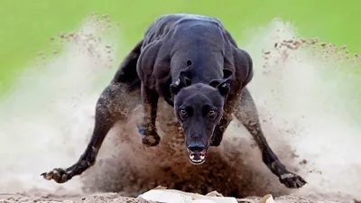 Самая быстрая порода собак | Живая планета | Дзен