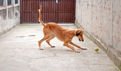 Самая быстрая собака в мире - 72 фото