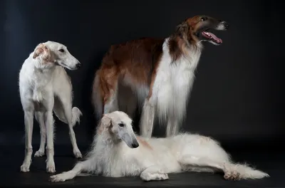 Самые быстрые породы собак – список, описание, максимальная скорость, фото  и видео - Научно-популярный журнал: «Как и Почему»