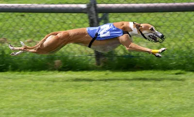 Самая быстрая собака в мире: рейтинг пород по скорости бега
