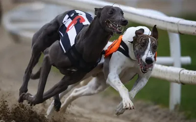 Самая быстрая собака в мире на видео: разгоняется за 1 секунду до 56 км/ч