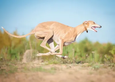 Быстрее ветра: самые быстрые породы собак с фото и описанием
