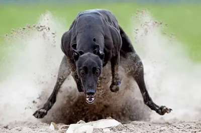 Малыш, из которого вырастет самая быстрая собака в мире! | Новости Guns.Club