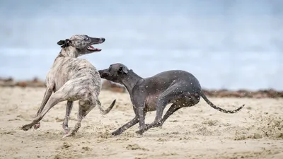Самая быстрая собака в мире - 72 фото