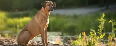 Грейхаунд: Эта собака способна обогнать породистых скакунов, разгоняясь до  67 км/ч. Как псу удается так быстро бегать? | Пикабу