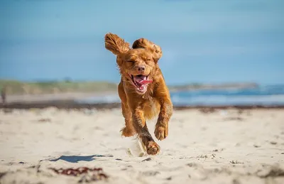 Самая быстрая собака в мире - 50 фото