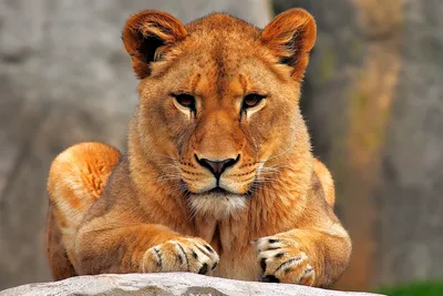 Картинки красивый лев (45 фото)