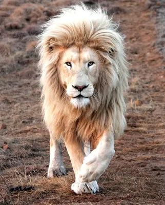 Самый красивый лев - 66 фото