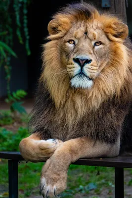 Красивый лев в горячей Африке. Стоковое Изображение - изображение  насчитывающей ботаническую, экзотическо: 191769431