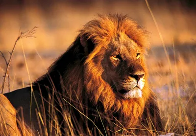 Красивый лев - 73 фото